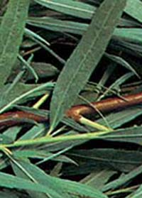 Salix fluviatilis